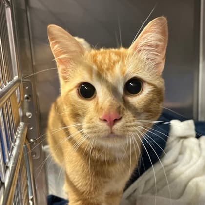 Rondo - Domestic Shorthair cat available for adoption at Ontario SPCA & Humane Society in Thunder Bay