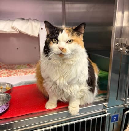 Tilly - Domestic Medium Hair available for adoption