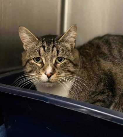 Arnold - Domestic Shorthair cat available for adoption at Ontario SPCA (Thunder Bay) in Thunder Bay
