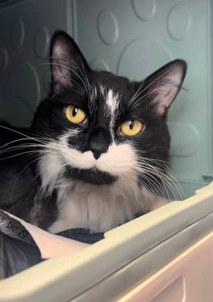 Pepperoni - Domestic Longhair cat available for adoption in Ontario