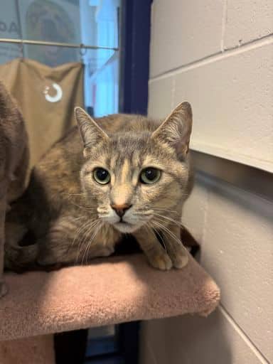 Daze - Domestic Shorthair cat available for adoption at Ontario SPCA (Thunder Bay) in Thunder Bay