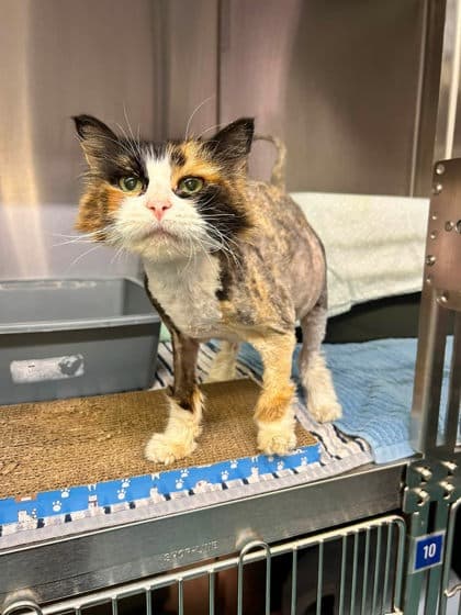 Luci - Domestic Medium Hair cat available for adoption at Ontario SPCA & Humane Society in Thunder Bay