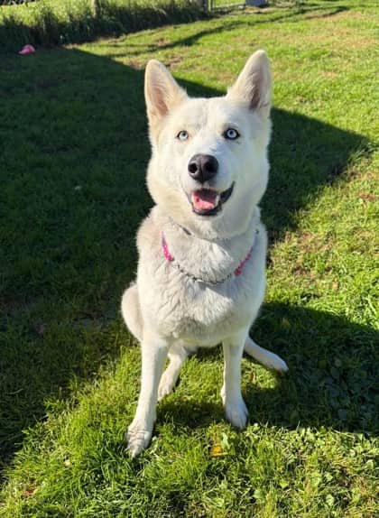 Athena - Alaskan Husky available for adoption in Ontario