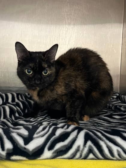 Nettie - Domestic Shorthair available for adoption