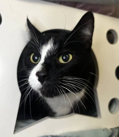 Steven - Domestic Shorthair cat available for adoption at Ontario SPCA (Thunder Bay) in Thunder Bay
