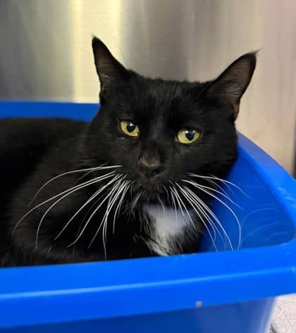 Makino - Domestic Shorthair cat available for adoption at Ontario SPCA (Thunder Bay) in Thunder Bay