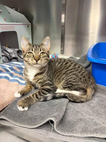 Fisher - Domestic Shorthair available for adoption