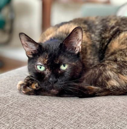 Banana - Domestic Shorthair cat available for adoption at Ontario SPCA & Humane Society in Thunder Bay