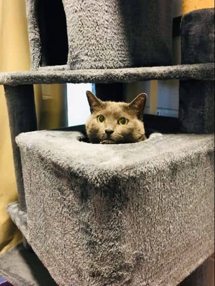 Monster - Domestic Shorthair cat available for adoption at Ontario SPCA (Thunder Bay) in Thunder Bay