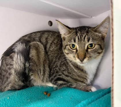 Fisher - Domestic Shorthair available for adoption