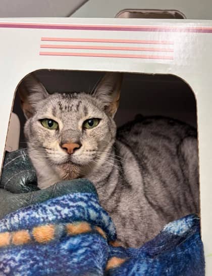 Riddle - Savannah cat available for adoption at Ontario SPCA (Thunder Bay) in Thunder Bay