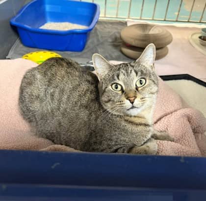Cleopatra - Domestic Shorthair cat available for adoption at Ontario SPCA (Thunder Bay) in Thunder Bay