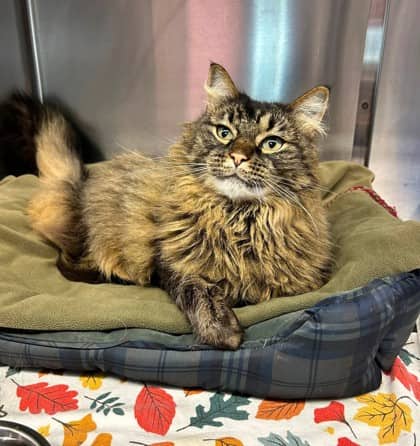 Mowgli - Domestic Longhair available for adoption