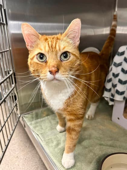 Louie - Domestic Shorthair cat available for adoption at Ontario SPCA & Humane Society in Thunder Bay