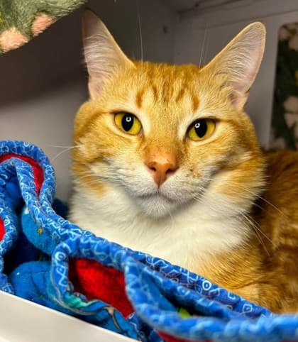 Gizmo - Domestic Shorthair available for adoption