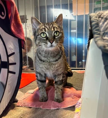 Mia - Domestic Shorthair available for adoption