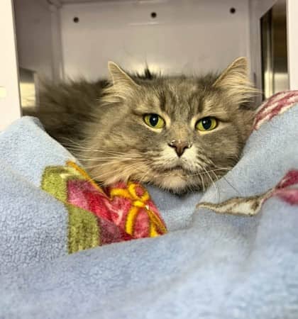 Tawny - Domestic Longhair available for adoption