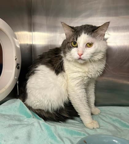 Handsome Man - Domestic Medium Hair cat available for adoption at Ontario SPCA & Humane Society in Thunder Bay