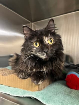 Hoot - Domestic Medium Hair available for adoption