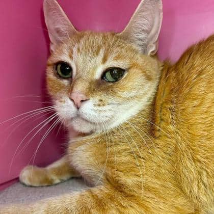 Babi - Domestic Shorthair cat available for adoption at Ontario SPCA & Humane Society in Thunder Bay