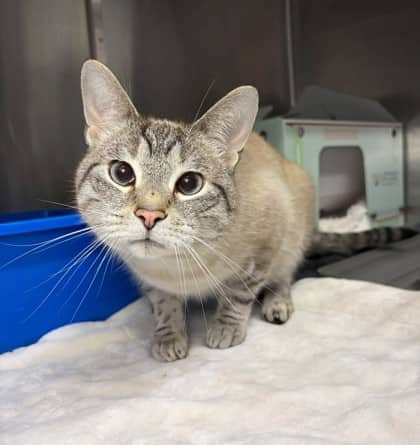 Hades - Domestic Shorthair cat available for adoption in Ontario