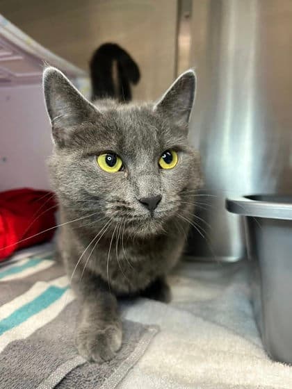 Shamrock - Domestic Shorthair cat available for adoption at Ontario SPCA & Humane Society in Thunder Bay