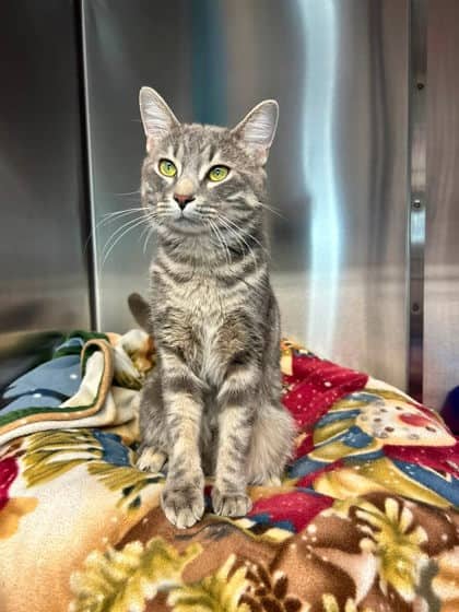 Nacho - Domestic Shorthair cat available for adoption at Ontario SPCA & Humane Society in Thunder Bay
