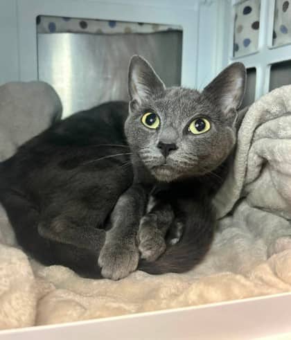 Mallorie - Domestic Shorthair available for adoption