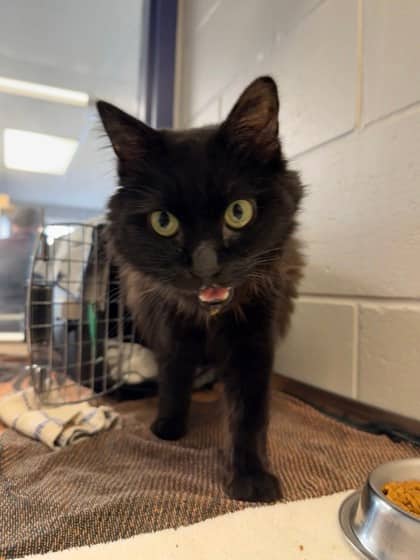 Tina - Domestic Medium Hair cat available for adoption at Ontario SPCA (Thunder Bay) in Thunder Bay