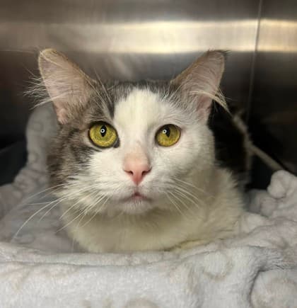 Handsome Man - Domestic Medium Hair available for adoption