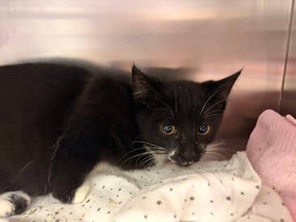 Roadhouse - Domestic Shorthair available for adoption