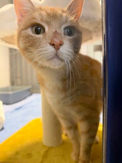Derek - Domestic Shorthair cat available for adoption at Ontario SPCA (Thunder Bay) in Thunder Bay