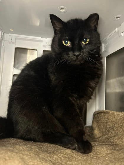 Crowley - Domestic Shorthair cat available for adoption at Ontario SPCA & Humane Society in Thunder Bay