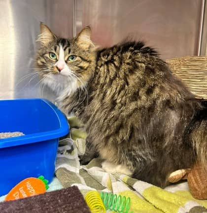 Ruby - Domestic Longhair available for adoption