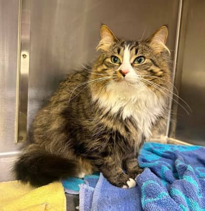 Ruby - Domestic Longhair cat available for adoption at Ontario SPCA & Humane Society in Thunder Bay