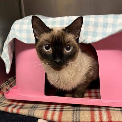 Frankie - Domestic Shorthair available for adoption