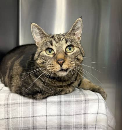 Purrcy - Domestic Shorthair cat available for adoption at Ontario SPCA (Thunder Bay) in Thunder Bay