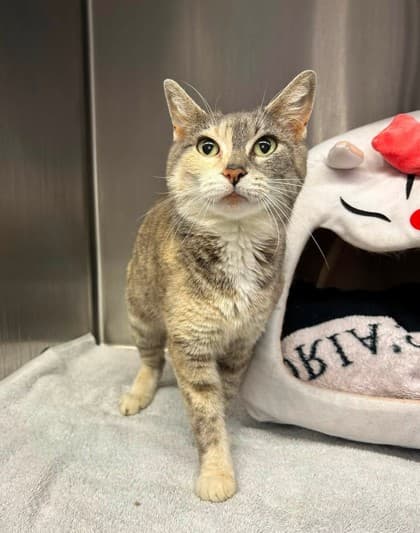 Lilac - Domestic Shorthair available for adoption