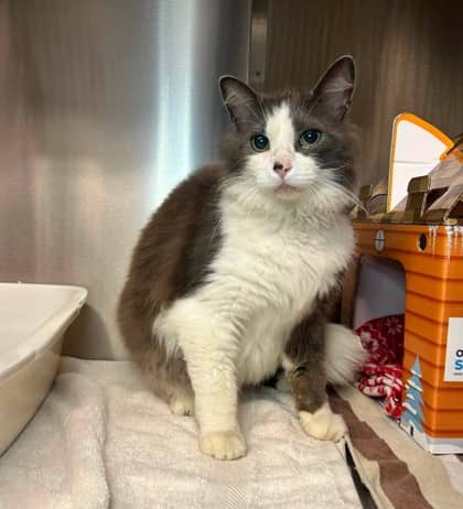 Max - Domestic Medium Hair cat available for adoption at Ontario SPCA & Humane Society in Thunder Bay