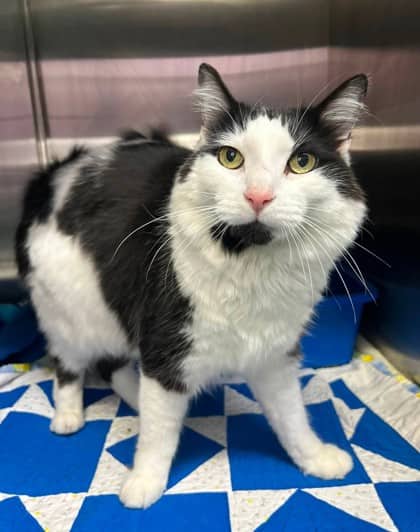 Duster - Domestic Medium Hair cat available for adoption at Ontario SPCA (Thunder Bay) in Thunder Bay