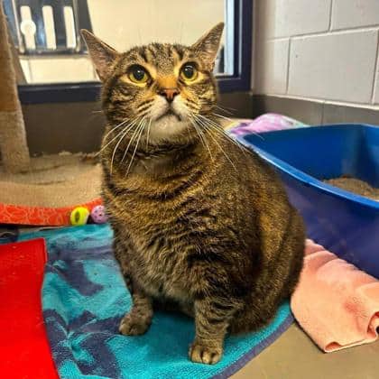 Macie - Domestic Shorthair available for adoption