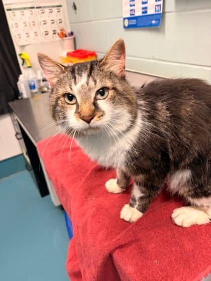 Nolan - Domestic Shorthair available for adoption