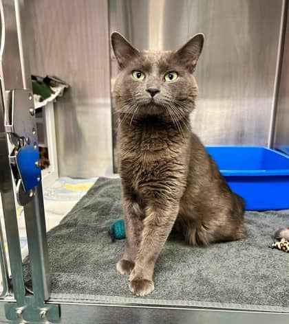 Blue - Domestic Shorthair available for adoption