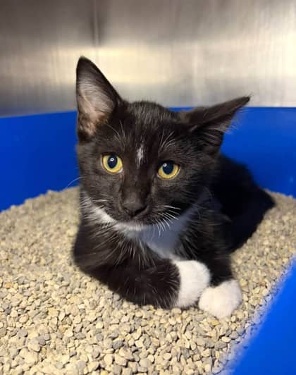 Puffin - Domestic Shorthair cat available for adoption at Ontario SPCA (Thunder Bay) in Thunder Bay