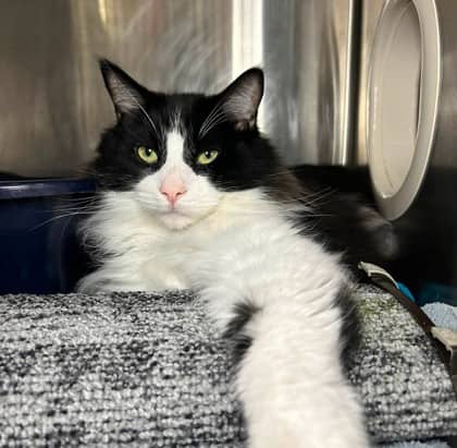 Milo - Domestic Medium Hair cat available for adoption in Ontario