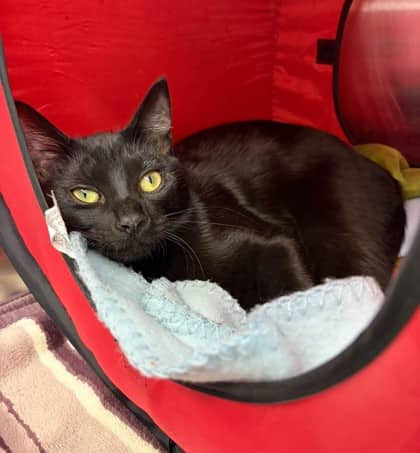 Gato - Domestic Shorthair available for adoption
