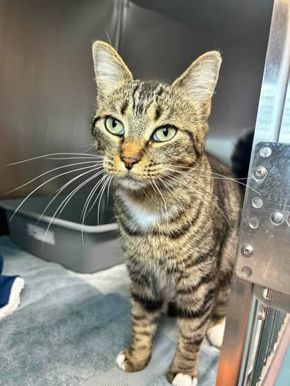 Muffin - Domestic Shorthair cat available for adoption at Ontario SPCA & Humane Society in Thunder Bay