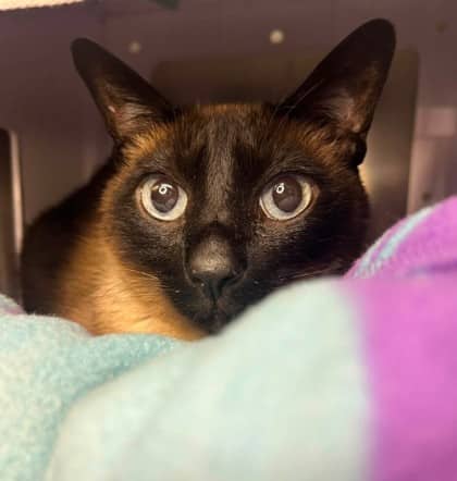 Leo - Domestic Shorthair available for adoption