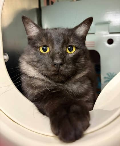 Nebula - Domestic Medium Hair cat available for adoption at Ontario SPCA (Thunder Bay) in Thunder Bay