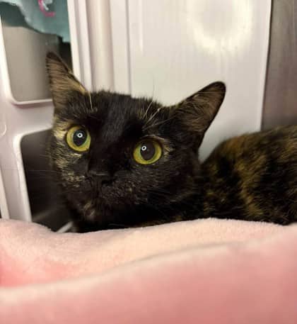 Bessie - Domestic Shorthair available for adoption